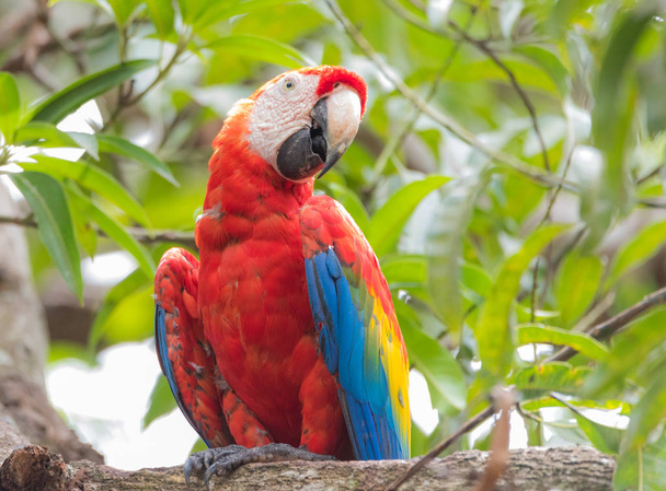 Scarlet macao (Ara macao), suuri punainen, keltainen ja sininen Keski- ja Etelä-Amerikan papukaija. Suuren neotrooppisten papukaijojen ryhmän jäsen.
. - Valokuva, kuva