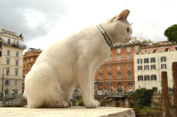 Söpö valkoinen kissa istuu aukiolla Largo di Torre Argentiina. Muinaisissa roomalaisissa raunioissa Gaius Julius Caesarin murhapaikalla asuu paljon kodittomia kissoja.. - Valokuva, kuva