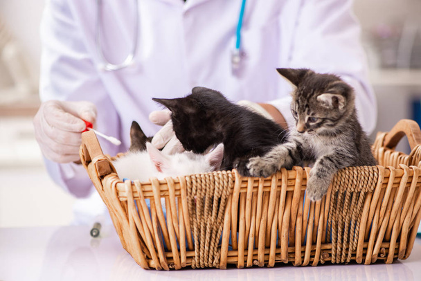Médico y asistente en clínica veterinaria revisando gatito
 - Foto, Imagen