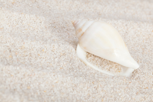 Neat seashell on the sandy beach - Fotografie, Obrázek