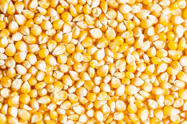 Background of golden raw corn kernels for popcorn or corn oil. Golden corn full screen wallpaper. - Φωτογραφία, εικόνα