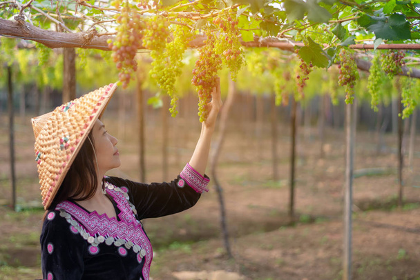 Farmer asian woman picking grape during wine harvest for agriculture industry. - Фото, зображення