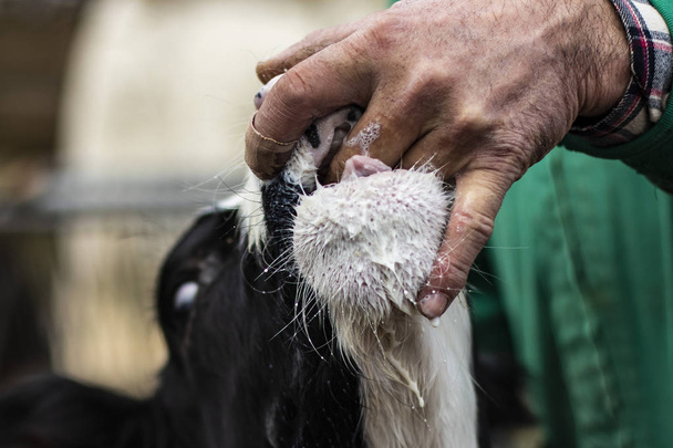 Minik inek yalayan çiftçi eli - Fotoğraf, Görsel