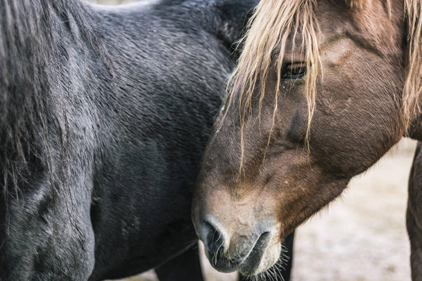 毛むくじゃらの黒い馬の横にある茶色の馬ヘッド肖像画 - 写真・画像