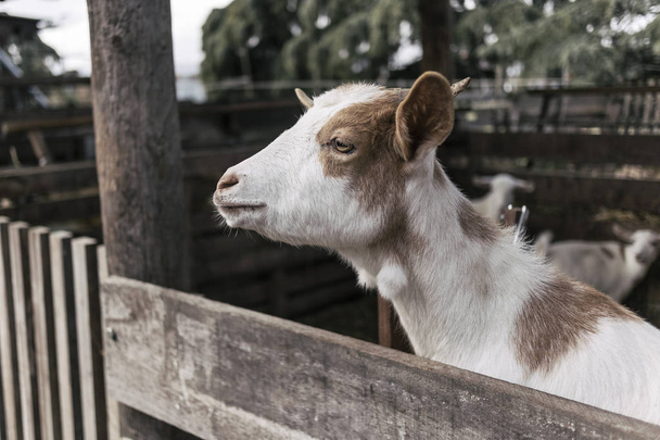 Симпатична молода біло-коричнева козяча ферма тварина, що піднімається на дерев'яний портрет паркану
 - Фото, зображення