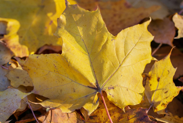 Fond naturel fait de feuilles d'automne tombées
. - Photo, image
