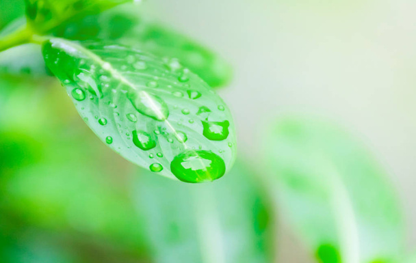 Το νερό στα πράσινα φύλλα. Οικολογία και περιβάλλον - Φωτογραφία, εικόνα