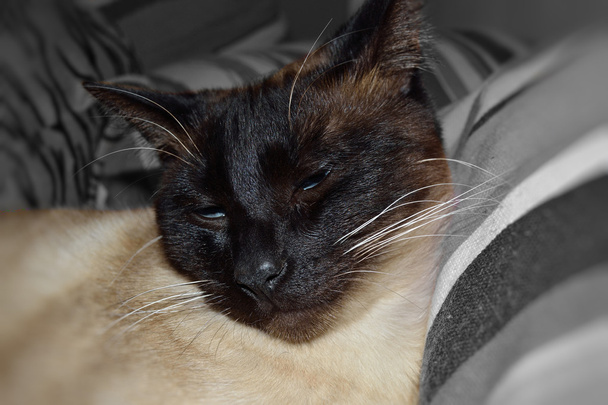 Siamilainen kissa
 - Valokuva, kuva