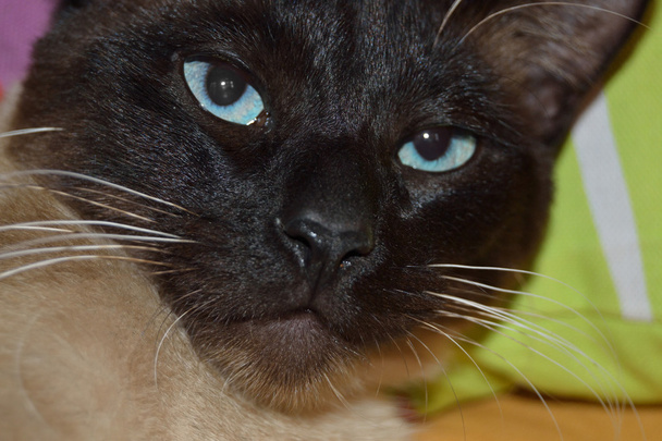 σιαμέζα γάτα - Φωτογραφία, εικόνα