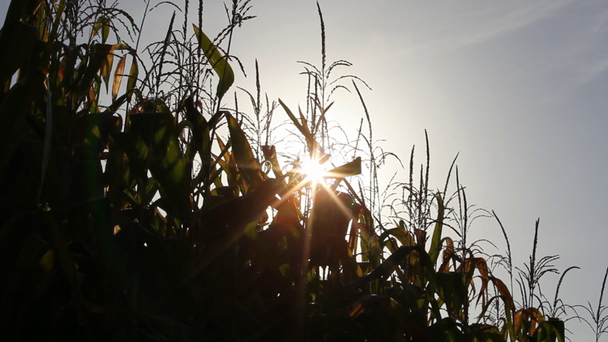 Порыв солнца за кукурузными заводами
 - Кадры, видео
