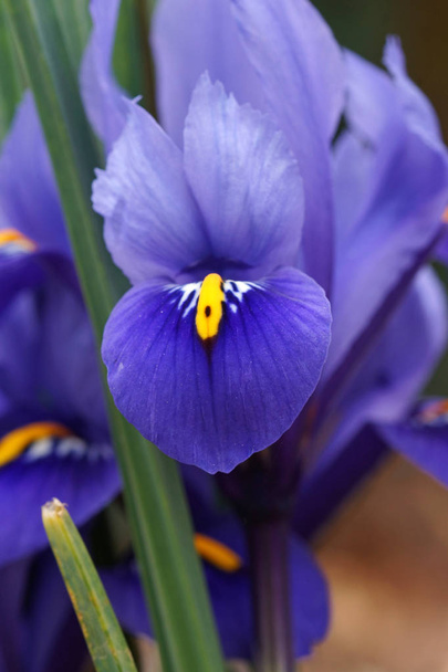 Dwarf beardless iris, flowers of the spring - Photo, Image