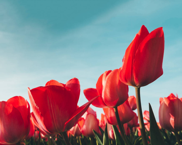 Detailní záběr červených tulipánů. - Fotografie, Obrázek