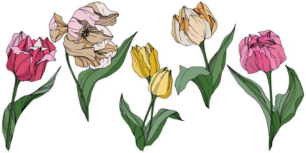 Vektör Tulip mürekkep sanat kazınmış. Botanik çiçek. Bahar yaprak kır çiçeği. İzole lale illüstrasyon öğesi. - Vektör, Görsel