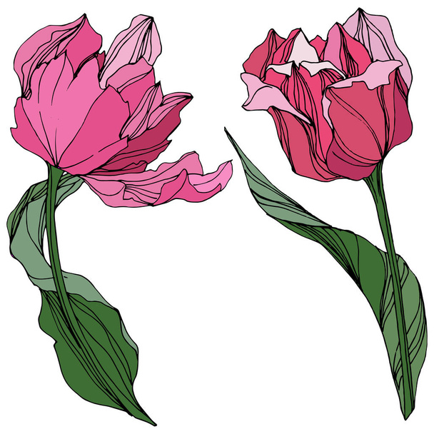Vector Tulipán grabado arte tinta. Flor botánica floral. Flor silvestre de hoja de primavera. Elemento de ilustración de tulipán aislado
. - Vector, Imagen
