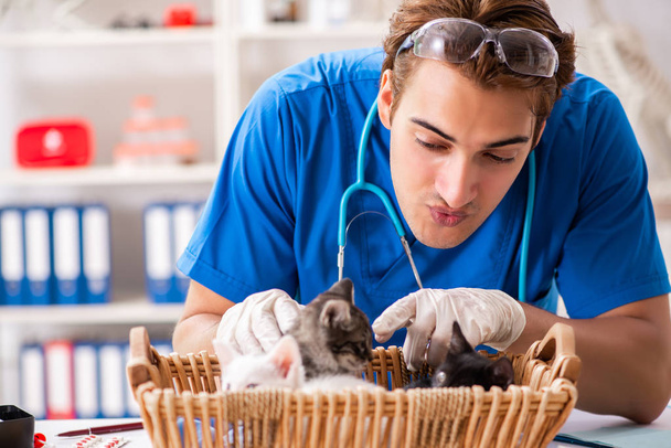 Médico veterinario examinando gatitos en hospital animal
 - Foto, Imagen