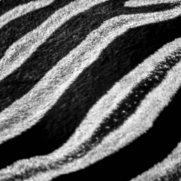 Alföldi zebra - Fotó, kép