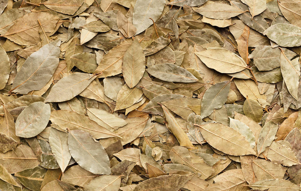 Αποξηραμένα φύλλα δάφνης υφή φόντου, το top view - Φωτογραφία, εικόνα