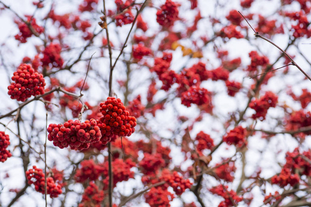 Rowan berries red hanging on the branches of a tree in the fall. Natural background. - Photo, Image