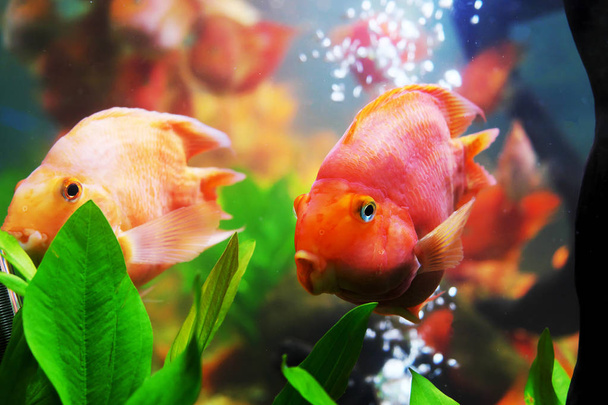 Красива риба в шафі
 - Фото, зображення