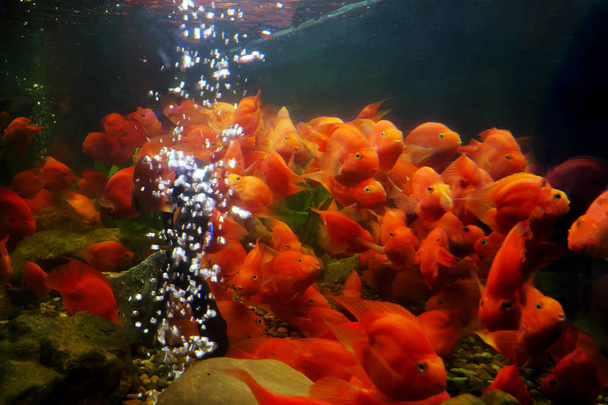 Belo peixe no armário
 - Foto, Imagem