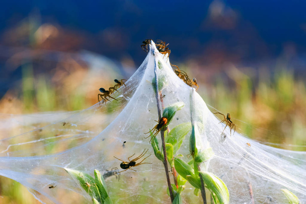 Pókok és a család a pókhálók a zöld ágak. Siberia. Oroszország. - Fotó, kép