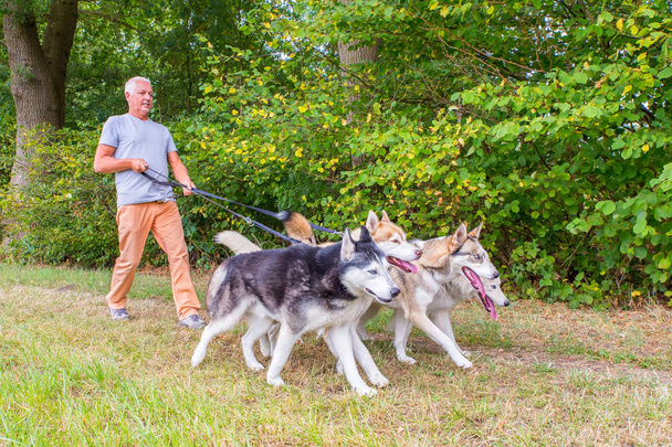 Holandés paseando con cuatro perros husky en la naturaleza libre
 - Foto, imagen