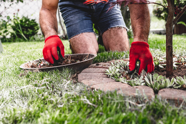 Works In Garden and Planting Seedlings.  Gardener Dressed in Pants and Work Shoes is doing work. View of a Man Sowing Seedlings to the Ground.Vintage and toned color. - Photo, image