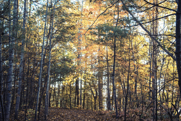 Fall in North Carolina in the Blue Ridge Mountains. - Fotografie, Obrázek