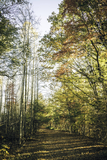 Fall in North Carolina in the Blue Ridge Mountains. - Foto, Imagen