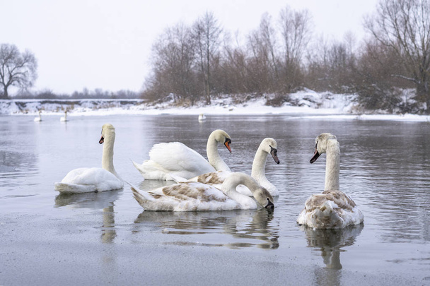 Зграя лебедів плаває на поверхні річкової води в зимовий час. Зимові птахи
. - Фото, зображення