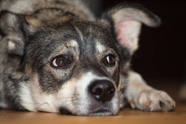 Pretty sad gray dog with sad eyes - 写真・画像