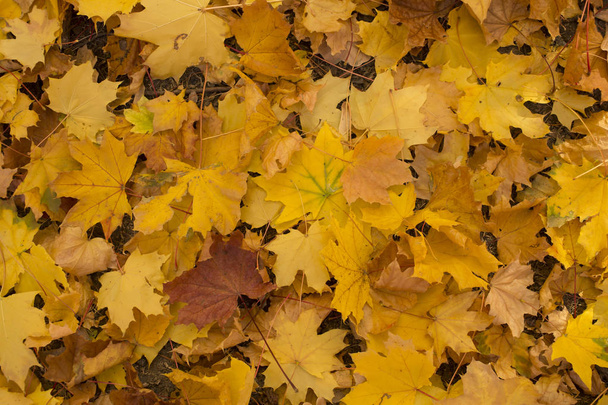 Feld aus Ahornblättern. Herbstteppich. Bäume warfen Laub ab. - Foto, Bild