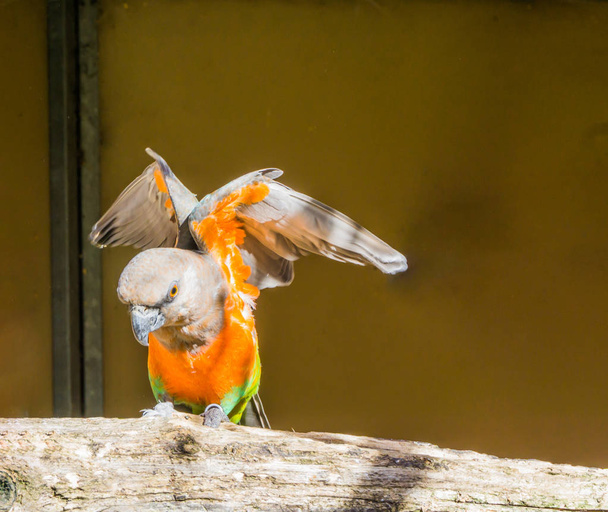 Κόκκινη κοιλιά παπαγάλος απλώνει τα φτερά του, ένα πολύχρωμο τροπικό μικρό παπαγάλο από την Αφρική - Φωτογραφία, εικόνα