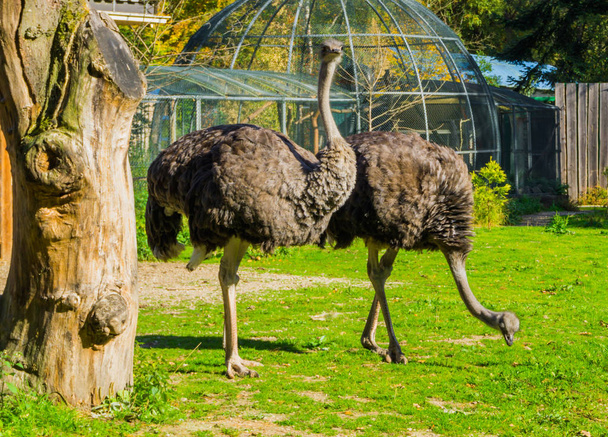 duas avestruzes comuns femininas em pé na grama e uma olhando para a câmera
 - Foto, Imagem