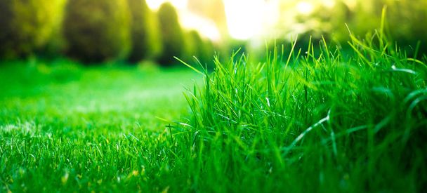 Blick auf grünes Gras, Nahaufnahme. Hintergrund mit Gras am Himmel Hintergrund. - Foto, Bild