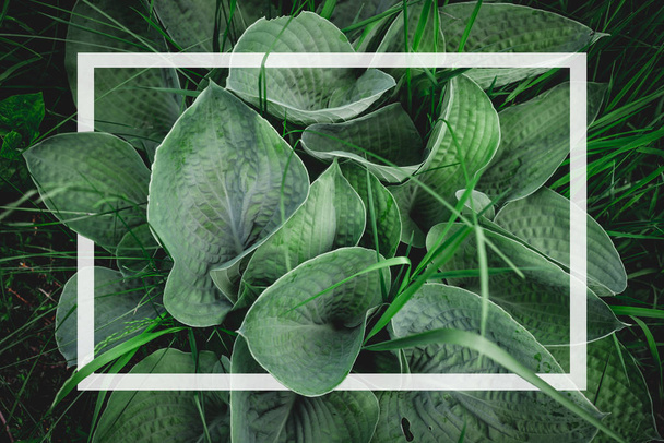Vista superior em grandes folhas verdes com uma moldura branca. Pronto para usar como fundo e textura usando folhas verdes
. - Foto, Imagem