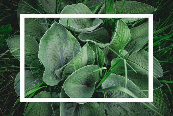 Vue de dessus sur de grandes feuilles vertes avec un cadre blanc. Prêt à l'emploi comme fond et texture à l'aide de feuilles vertes
. - Photo, image