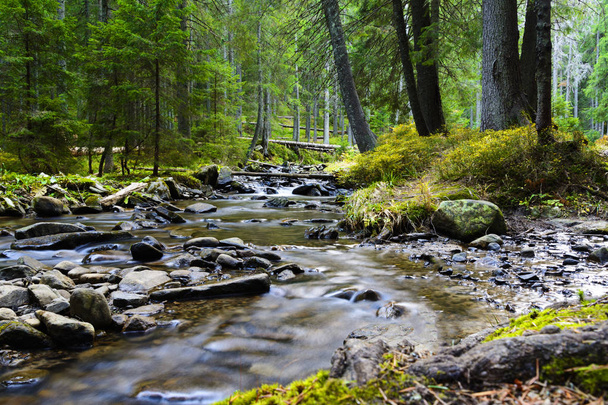 Mountain river flowing through the green forest. Stream in the wood. - Photo, Image