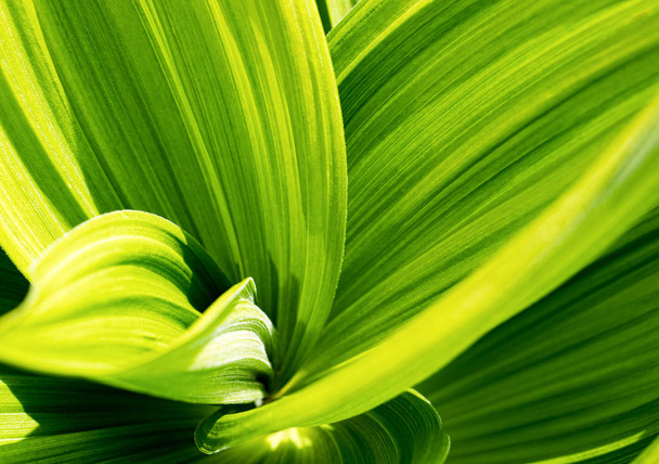 Зелений листок абстрактний фон. Veratrum, False Hellebore текстури крупним планом
 - Фото, зображення