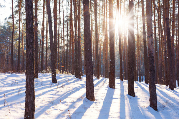 Téli táj, a fenyves erdő - Fotó, kép