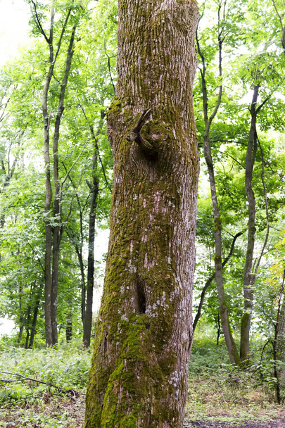 Le tronc d'un vieil arbre couvert de mousse sur le fond de la forêt printanière verte. Contexte naturel
 - Photo, image
