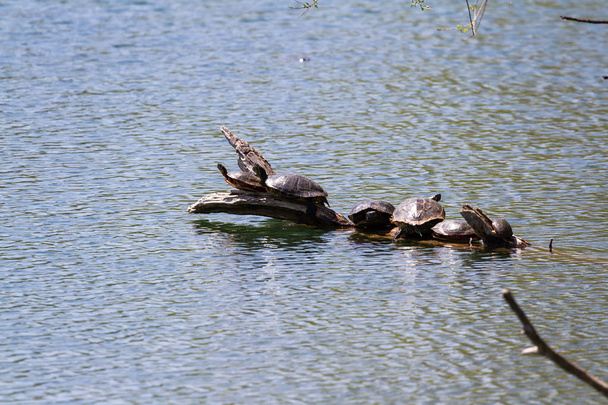 a teknősök változó méretben, élvezve a napsütést a tó úszó napló csoport - Fotó, kép
