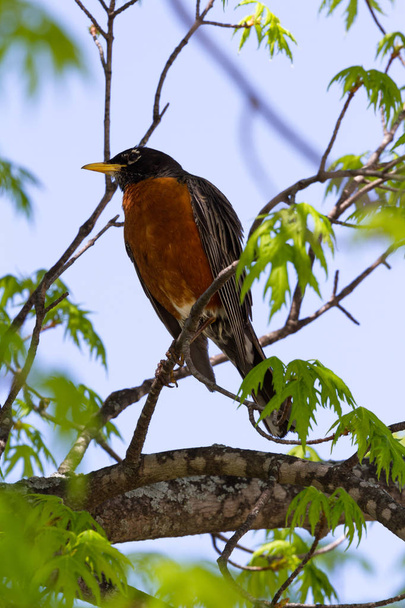 close up of an American Robin perched on a small branch with a pale blue sky in the background - Photo, Image