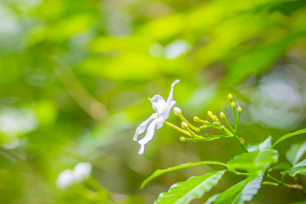 Πανέμορφο λευκό λουλούδι της γαρδένιας κρεπ γιασεμί (Γαρδένια jasminoides) στον κήπο. ΓΑΡΔΕΝΙΑ aiso jasminoides γνωστή ως η Γαρδένια, γιασεμί Ακρωτήριο, Ακρωτήριο γιασεμί, danh-danh ή jasmin. - Φωτογραφία, εικόνα