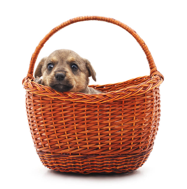 Little puppy in a basket isolated on a white background. - Fotografie, Obrázek