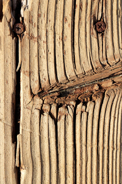 Wood screws texture. Wooden board background. Tree knot macro closeup. - Foto, afbeelding