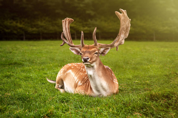 A deer in the green meadow - Photo, Image