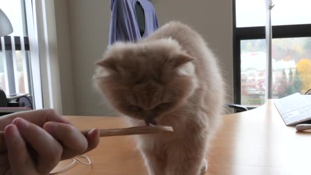 Movimento di donna che alimenta la pasta di palla di pelo per gatto
  - Filmati, video