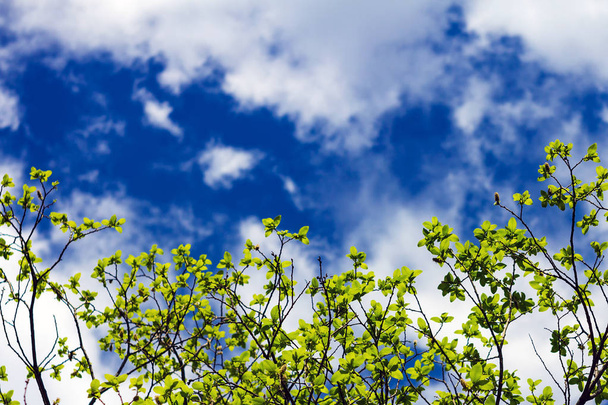 young green branches in spring against the blue sky on a sunny day. Copy space to text - Photo, image