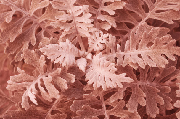 Detailní záběr krásný vlněný listů stříbra starček životních korálové barvy. - Fotografie, Obrázek